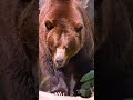 Brown bear suckle 2023 everyday youtubeshorts vellamunda