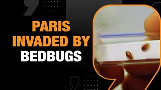 Celebrity Paris Faces Bedbug Invasion Months Ahead of 2024 Olympics | News9 Profile