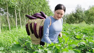 Full Video 60 Days: Harvesting Eggplant Avocado Fruit Go to the market to sell | Lucia Daily Life