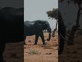 This Elephant Looks Like It’s Made of Stone… Until It Moves 🐘 #nature #wildlife #viral #elephant