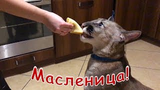 МАСЛЕНИЦА! Реакция пумы и котов на блины / PANCAKE WEEK! Reaction of a puma and cats on pancakes МАСЛЕНИЦА! Реакция пумы и котов на блины / PANCAKE WEEK! Reaction of a puma and cats on pancakes