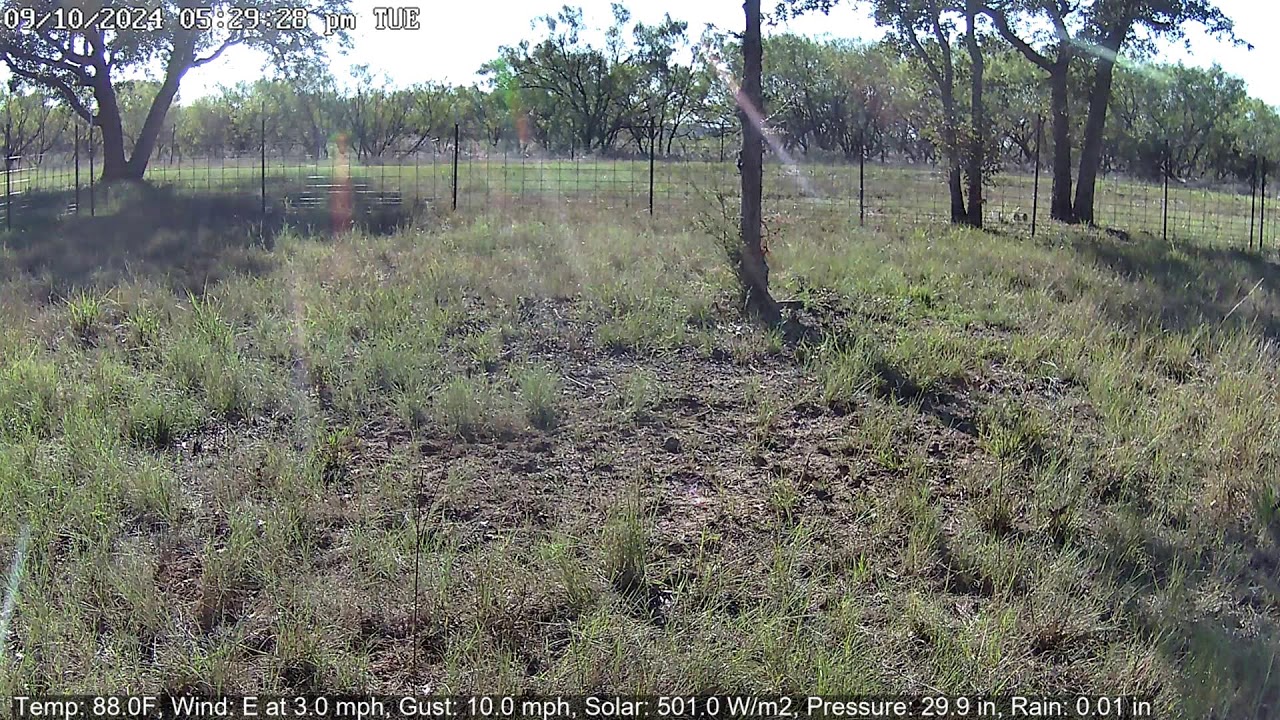 North Texas Deer And Wildlife Cam - 24/7 HD