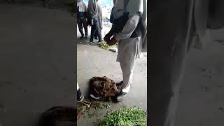 Bapu Tera Putt Nikamma