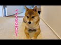 ママがいない日…パパとのお留守番があからさまに不安そうな柴犬。