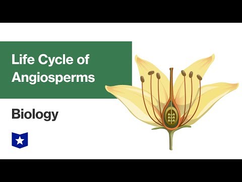 Life Cycle of Angiosperms | Biology