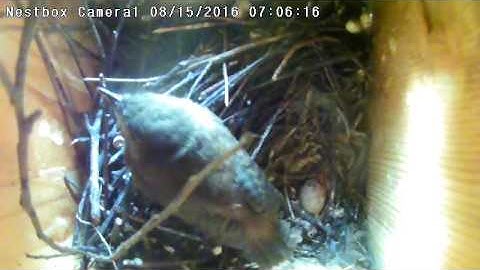 Irvine Nest Cam: Wrens Fledging