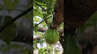 passion fruit #garden #mygarden #viral #trending #furia #football #cricketlover #life