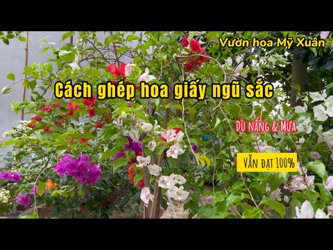 Video Cách ghép hoa giấy ngũ sắc dù nắng mưa vẫn đạt 100%. - youtube