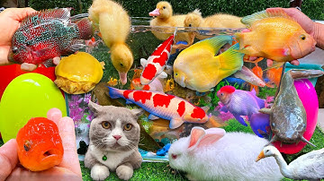 Bắt Con Cá Vàng, Cá Chép, Cá Trê, Cá Da Trơn, Cá Dọn Bể, Cá Koi, Cá Chép Ranchu, Cá Nhiều Màu Sắc