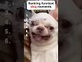 Ranking the Funniest Dog Moments 😂🐶 Wait for #1! #Shorts