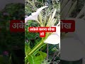 सच्ची बाते वक्तक बदलते देर नहीं लगती #trendingvedio #shortsviral #motivation #natureplant 🥰🥀👌🌹🌹🌹