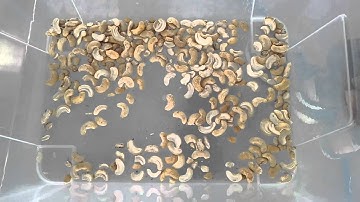 RealTech color sorter, belt machine sorting cashew by color