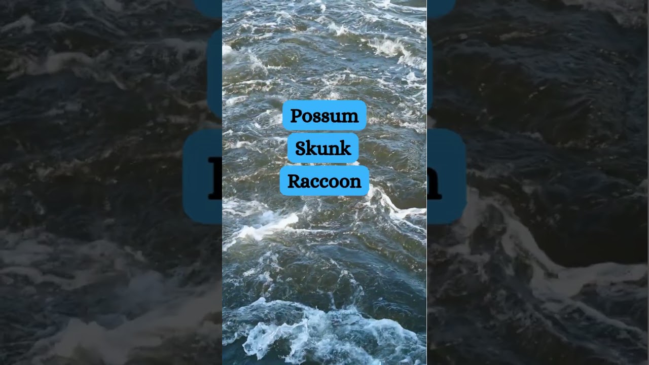 Fun Animal Riddles for Kids, Level3 #16