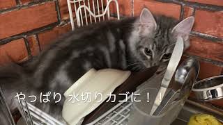 【飼い主VSネコさん】水切りカゴの取り合い "Le chat contre son maître : l’égouttoir à vaisselle." ノルウェージャンフォレストキャット