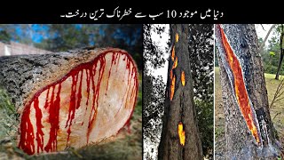 10 Most Deadly Trees In The World | دنیا کے سب سے خطرناک ترین درخت | Haider Tv