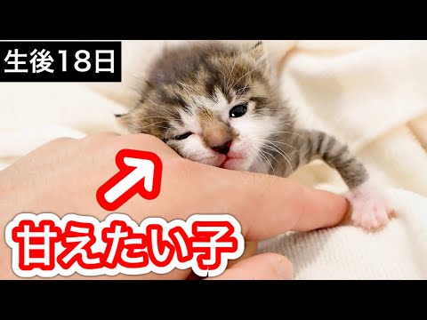 スリスリ甘える生後１８日目の赤ちゃん子猫が可愛すぎた【保護猫】