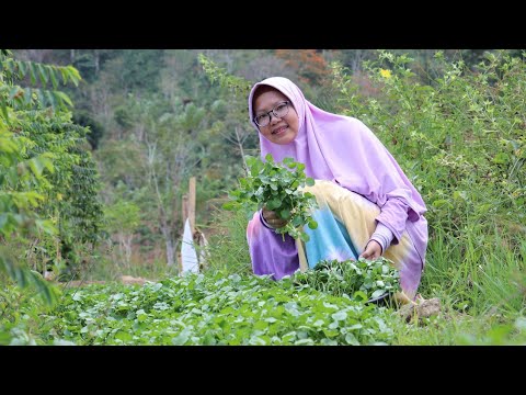 Video: Selada Air - Tumbuh Di Ambang Jendela