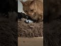愛の頭突き #cat #猫