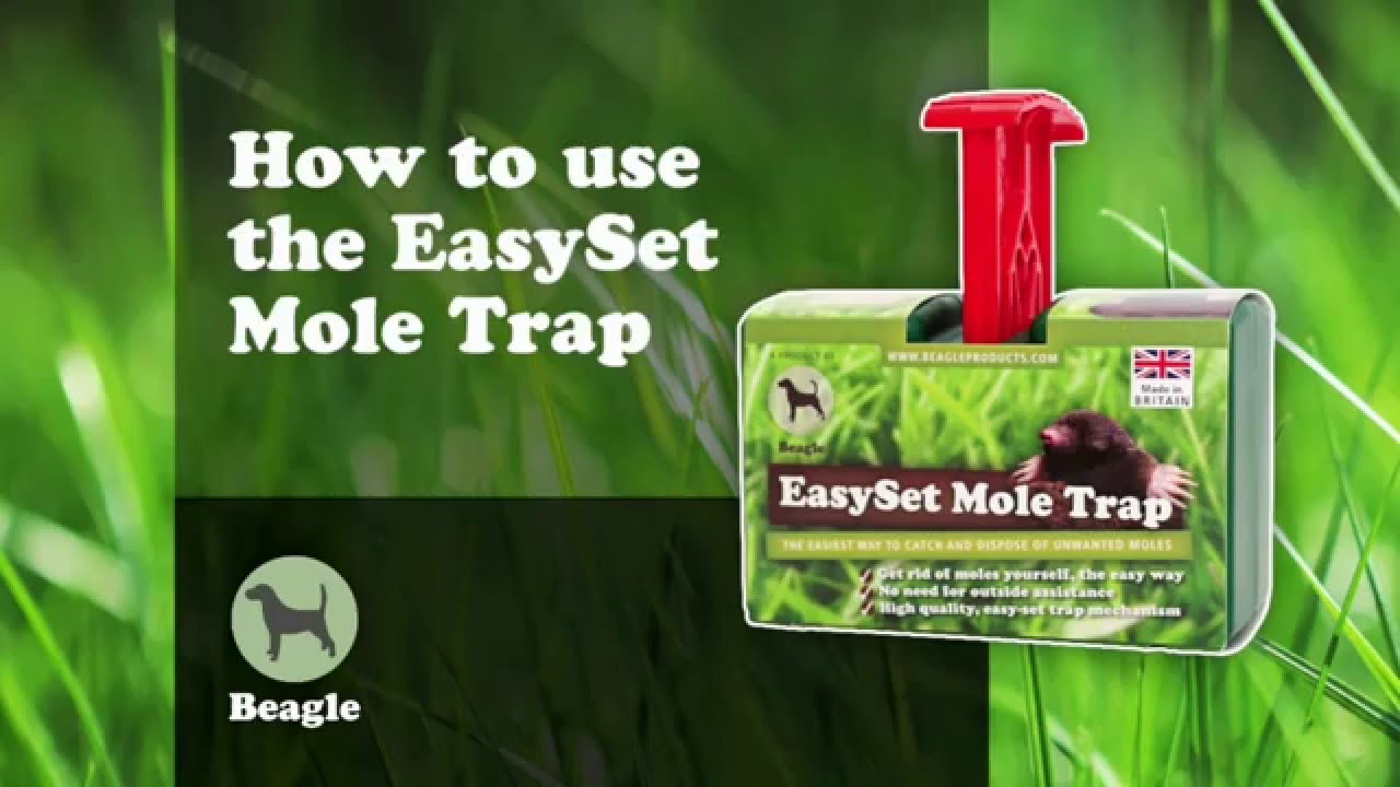Using the EasySet Mole Trap YouTube