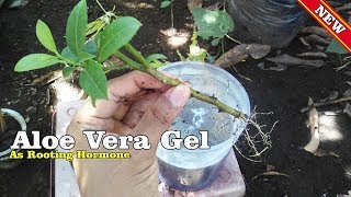 Aloe Vera As Rooting Hormone With Result Video by Grafting Examples