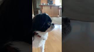 WHO MADE THIS MESS? JAPANESE CHIN DOG EDITION #funny #dogs #viral #aww #cute #cutedog #doglover