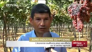 L’économie égyptienne souffrante place ses efforts sur le secteur agricole