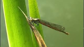 Large Red Damselfly emerging