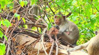 OH Interesting! Baby monkey is learning from their experiences #cutebaby #animals #babygirl