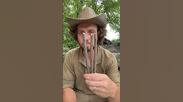 Primitive Live-Catch Trap | Figure 4 Trap #survival #outdoorskills #primitivetechnology #bushcraft