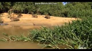 Копия видео Очень большая анаконда душит крокодила(, 2015-02-25T18:08:17.000Z)