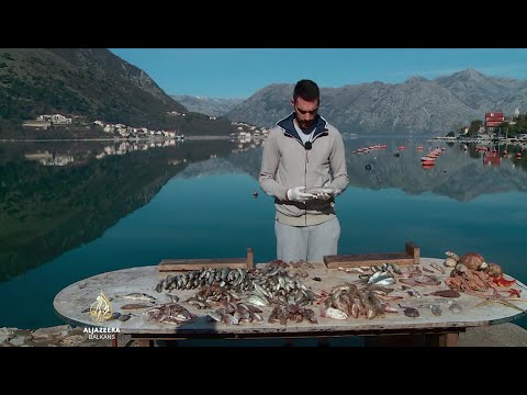 Video: Ribe Dalekog istoka: vrste, imena i fotografije