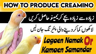 How to Produce Creamino lovebird | best pairing to produce creamino | cremino lovebirds working