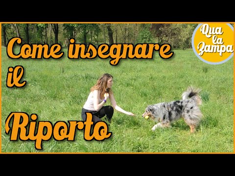 Video: Come Insegnare Al Tuo Cane A Portare Un Bastone