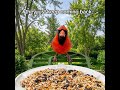 gonna start charging rent #backyardbirds #birdfeeder #birdmaster #birding #amazonfavorites