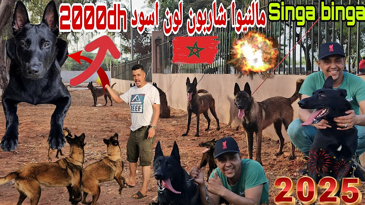 اهلا وسهلا بكم  مع محطم الأرقام القياسية في الثمن مراد 04 غربت ألكبيدة غربت💣 ومالنيو شاربون🏆 2000dh🏆