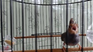 suara prenjak kepala merah super GACOOOOR❗️❗️❗️