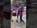 Baby Horse Reacts to Saddle Pad