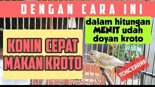 CARA MELATIH KONIN AGAR CEPAT MAKAN KROTO