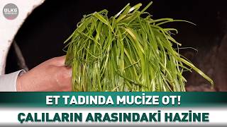Et Tadında Mucize Ot Çalıların Arasındaki Hazine