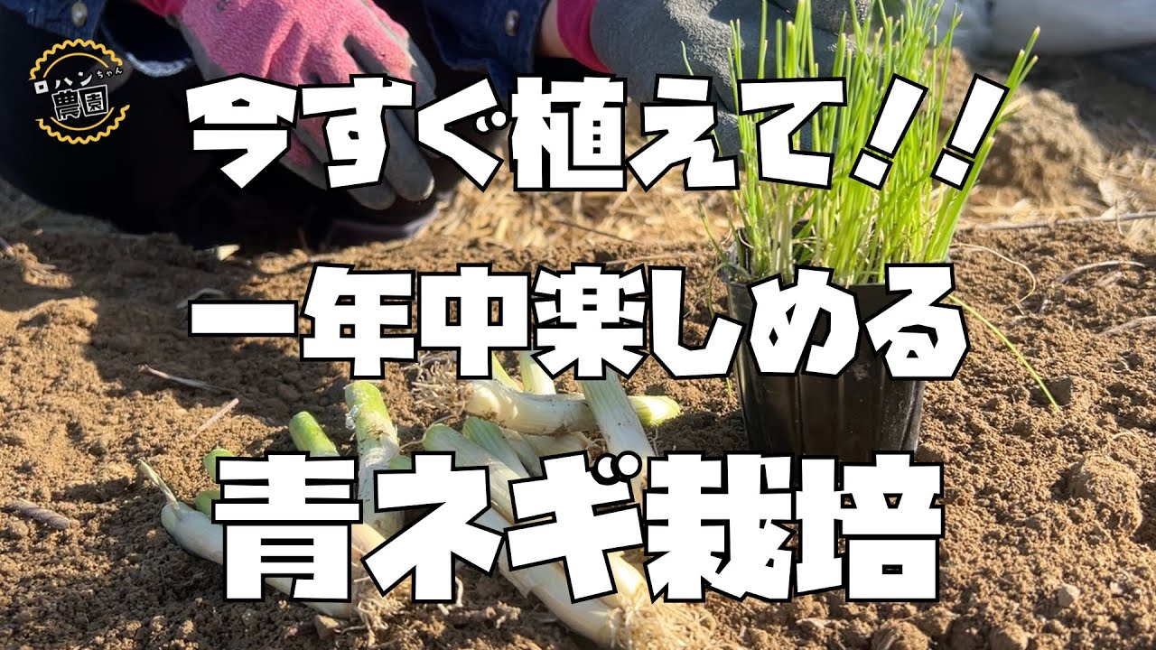 【青ネギ】植えなきゃ損！今からが栽培しやすい季節！！【青ねぎ】【農家の家庭菜園】