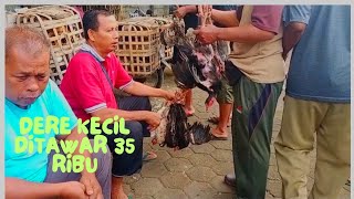 Dere kecil ditawar 35 ribu di pasar hewan Purbalingga