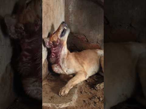 Dog Found With Severe Head Injury & Maggots