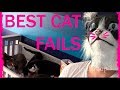 Best Cat Fails: #2 | FAIL.GROUP