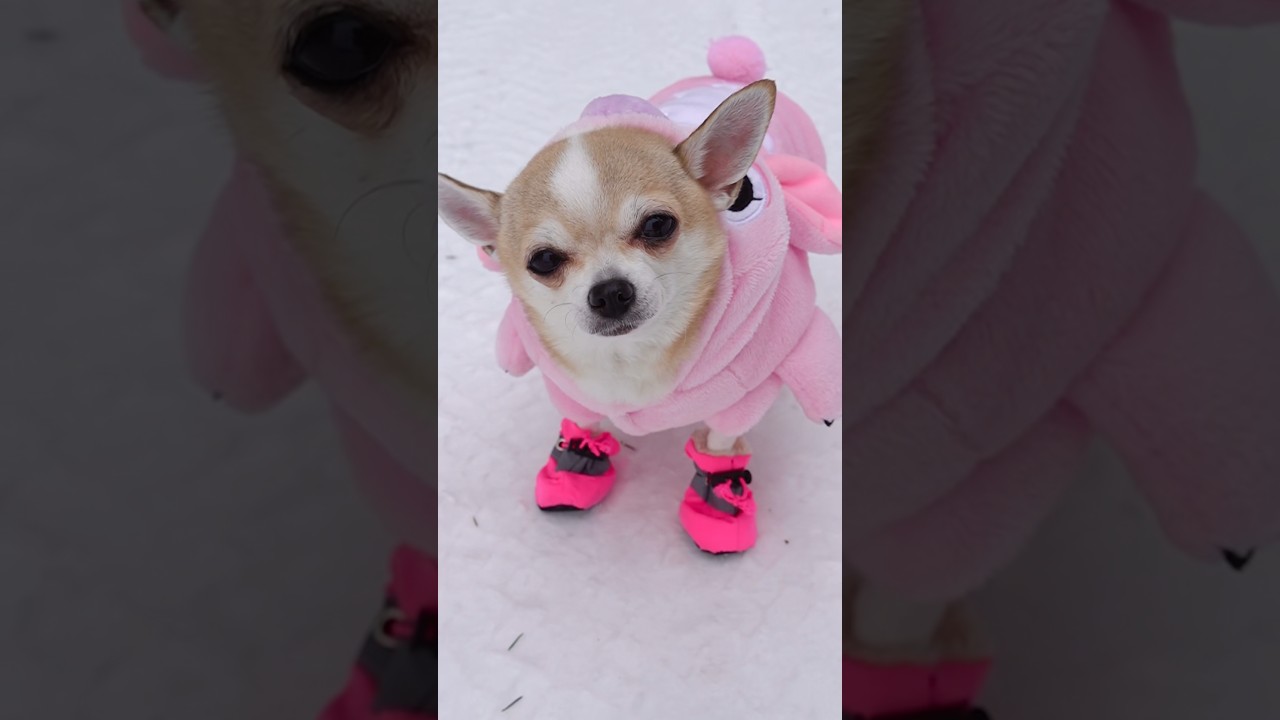 Почему ты такой милый? ❤️🐾 