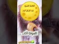 الموت آت للعلامة الشيخ عبد الرزاق البدر الموت آت للعلامة الشيخ عبد الرزاق البدر