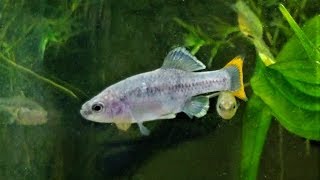 Goodeid Colony Update: Zoogoneticus tequila "Rio Teuchitlan" - Rare Livebearering Fish!!!