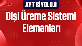 29 Dişi Üreme Sistemi Elemanları