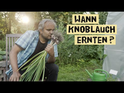 Video: Knoblauch ernten: Beste Zeit, um Knoblauchpflanzen zu haben
