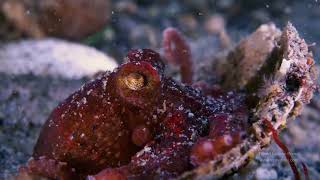 Ruby Octopus In A Shell By John Roney X Octonation Blog East Pacific Red Octopus Octopus Rubescens