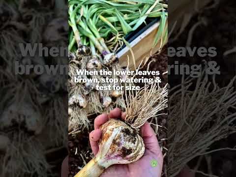 Video: California Late White Garlic Plants: How To Grow California Late White Garlic Bulbs